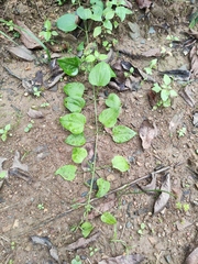 Rubia cordifolia