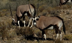 Oryx gazella