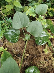 Rubia cordifolia