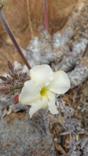 Pachypodium eburneum