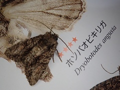 Dryobotodes angusta