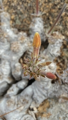 Pachypodium eburneum image