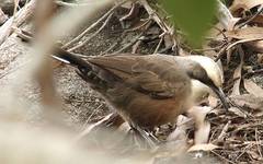 Grey-Crowned Babbler photo 3