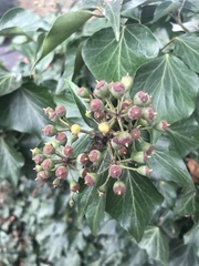 Hedera helix