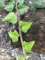 Hedera helix