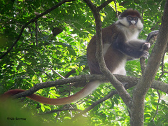 Cercopithecus ascanius schmidti