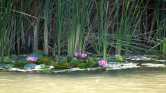 Nymphaea × marliacea