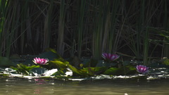 Nymphaea × marliacea