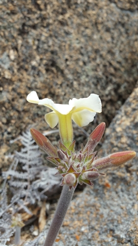 Pachypodium eburneum image