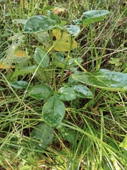 Eleutherococcus trifoliatus