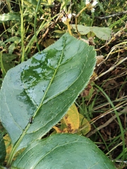 Eleutherococcus trifoliatus