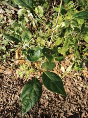 Eleutherococcus trifoliatus