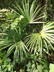 Trachycarpus fortunei