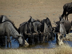 Connochaetes taurinus