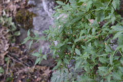 Scrophularia rupestris