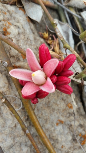 Adenia densiflora image