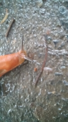 Arion vulgaris