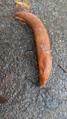 Arion vulgaris