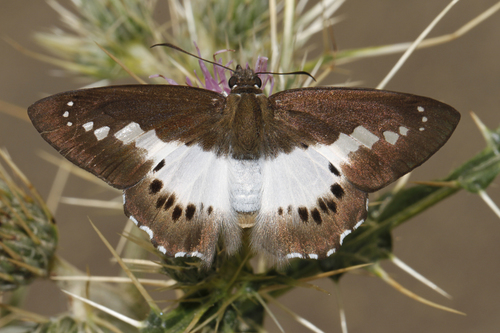 Himalayan White Flat