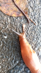 Arion vulgaris