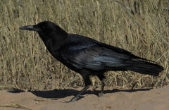 Corvus capensis