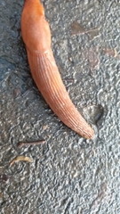 Arion vulgaris