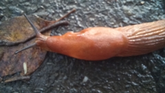 Arion vulgaris