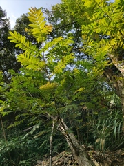 Pterocarya stenoptera