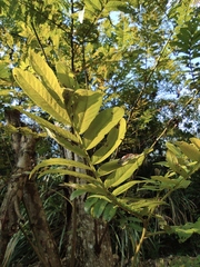 Pterocarya stenoptera