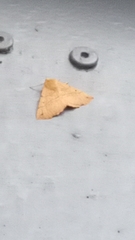 Colotois pennaria