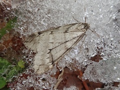 Alsophila inouei