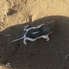 Diplomesodon pulchellus