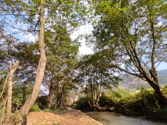 Pterocarya stenoptera