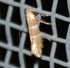 Cameraria ostryarella