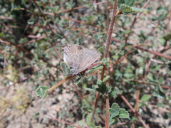 Satyrium tetra