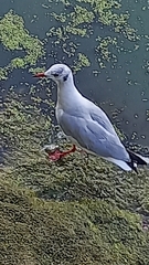 Chroicocephalus ridibundus