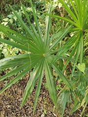 Trachycarpus fortunei