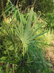 Trachycarpus fortunei
