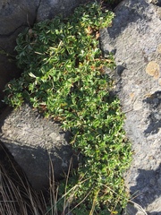 Alpinae
