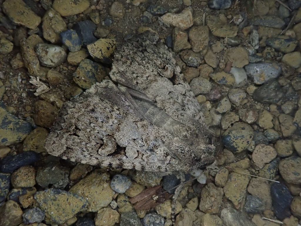 Naenia contaminata