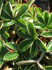 Alpinae