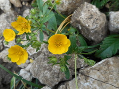 Potentilla aurea