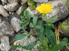 Potentilla aurea