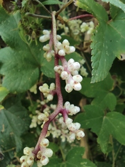 Cuscuta japonica