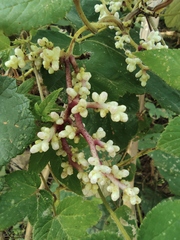 Cuscuta japonica