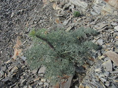 Seseli ponticum