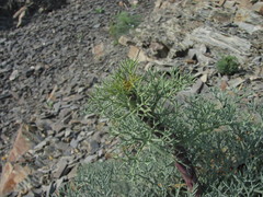 Seseli ponticum