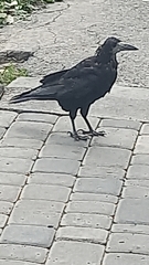 Corvus frugilegus