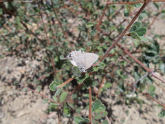 Satyrium tetra