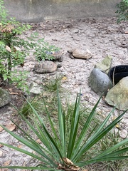 Indotestudo elongata